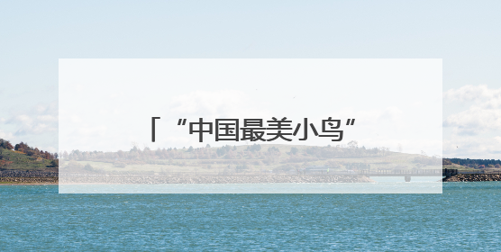 “中国最美小鸟”蓝喉蜂虎现身闽北