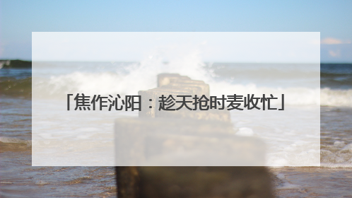 焦作沁阳：趁天抢时麦收忙