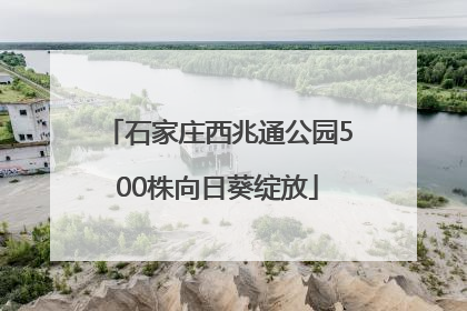 石家庄西兆通公园500株向日葵绽放