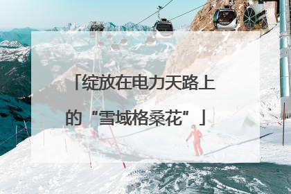 绽放在电力天路上的“雪域格桑花”