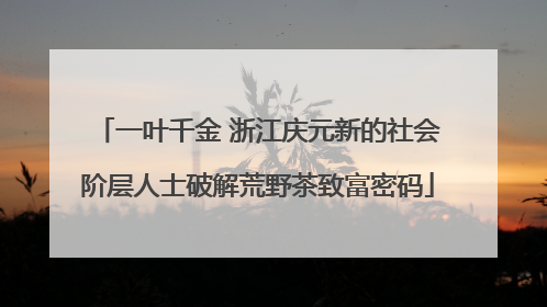 一叶千金 浙江庆元新的社会阶层人士破解荒野茶致富密码