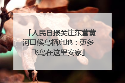 人民日报关注东营黄河口候鸟栖息地：更多飞鸟在这里安家