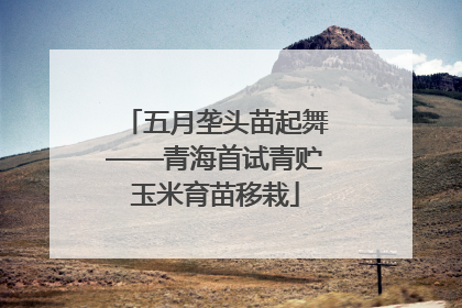 五月垄头苗起舞——青海首试青贮玉米育苗移栽