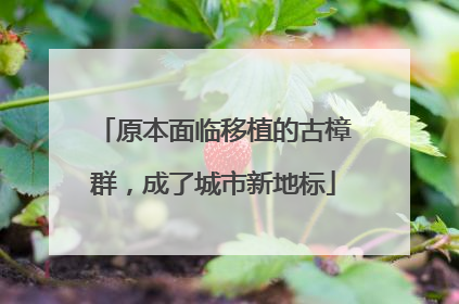 原本面临移植的古樟群，成了城市新地标