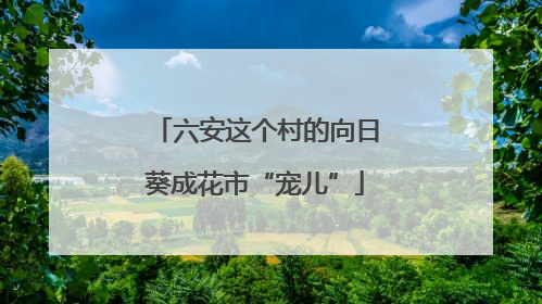 六安这个村的向日葵成花市“宠儿”