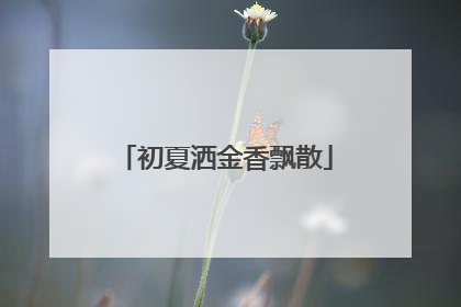 初夏洒金香飘散