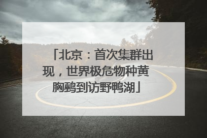 北京：首次集群出现，世界极危物种黄胸鹀到访野鸭湖