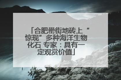 合肥罍街地砖上“惊现”多种海洋生物化石 专家：具有一定观赏价值