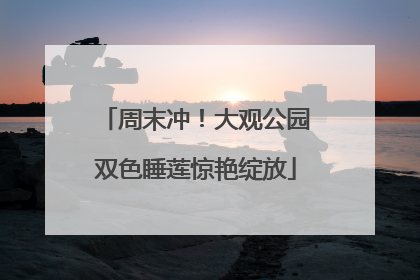 周末冲！大观公园双色睡莲惊艳绽放