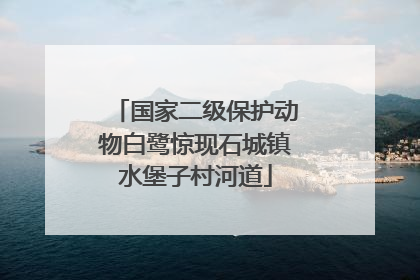 国家二级保护动物白鹭惊现石城镇水堡子村河道