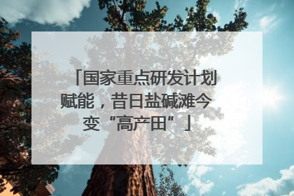 国家重点研发计划赋能，昔日盐碱滩今变“高产田”