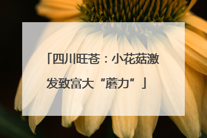 四川旺苍：小花菇激发致富大“蘑力”