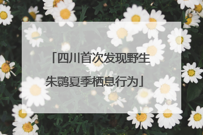 四川首次发现野生朱鹮夏季栖息行为