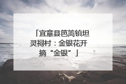 宜章县笆篱镇坦灵祠村：金银花开摘“金银”