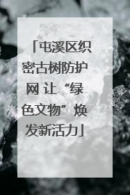 屯溪区织密古树防护网 让“绿色文物”焕发新活力
