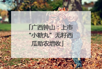广西钟山：上市“小糖丸”无籽西瓜助农增收