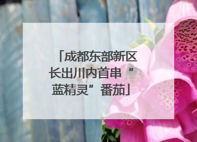 成都东部新区长出川内首串“蓝精灵”番茄