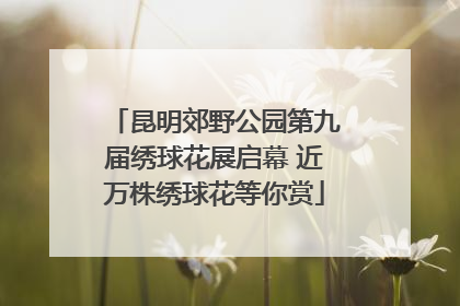 昆明郊野公园第九届绣球花展启幕 近万株绣球花等你赏