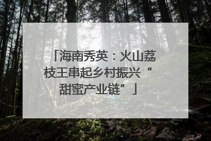 海南秀英：火山荔枝王串起乡村振兴“甜蜜产业链”