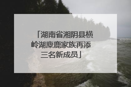 湖南省湘阴县横岭湖麋鹿家族再添三名新成员