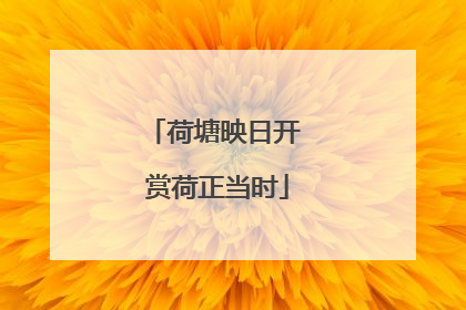 荷塘映日开 赏荷正当时