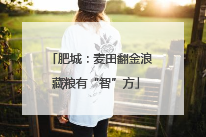 肥城：麦田翻金浪藏粮有“智”方