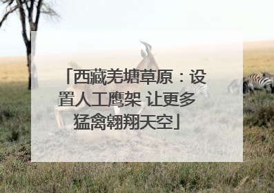 西藏羌塘草原：设置人工鹰架 让更多猛禽翱翔天空