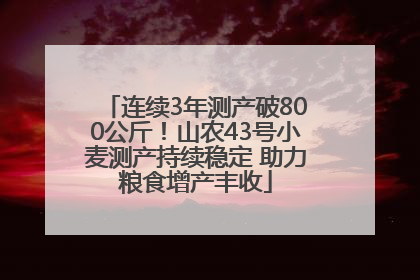 连续3年测产破800公斤！山农43号小麦测产持续稳定 助力粮食增产丰收