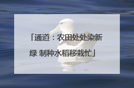 通道：农田处处染新绿 制种水稻移栽忙