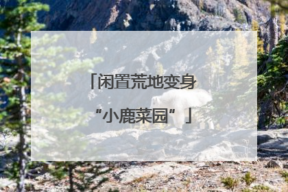 闲置荒地变身“小鹿菜园”