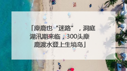 麋鹿也“迷路”，洞庭湖汛期来临，300头麋鹿渡水登上生境岛