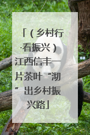 （乡村行·看振兴）江西信丰一片茶叶“沏”出乡村振兴路