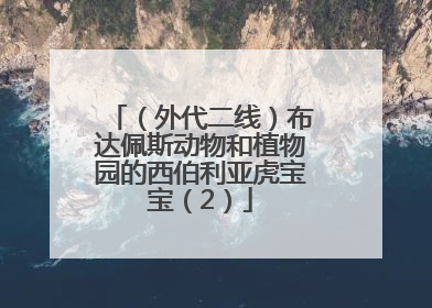 （外代二线）布达佩斯动物和植物园的西伯利亚虎宝宝（2）